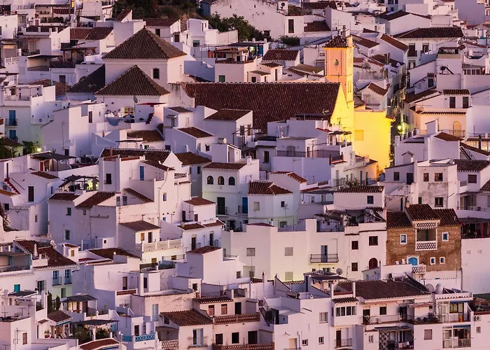 Naranjos フリヒリアナ